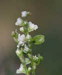 Climbing false buckwheat